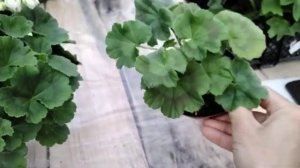 #395.Сложности  и особенности в выращивании пеларгонии сорт Ю-Менуэт!