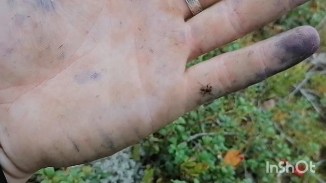 Архангельская область. Ягода брусника)Поход в лес. смотреть онлайн