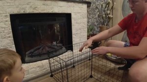 Вольер для шпица Арчи с WILDBRRIES