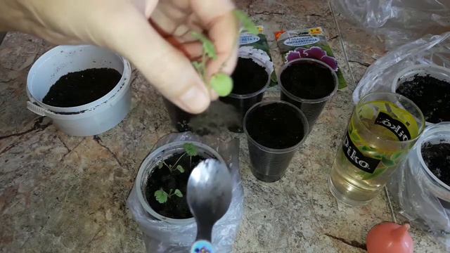 Пикировка и уход за Пеларгонией(Герань) и Глоксинией(22.02.17) смотреть онлайн