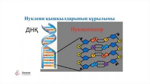 5 сабақ Химия ҚГБ. 11 сынып. Нуклеин қышқылдары