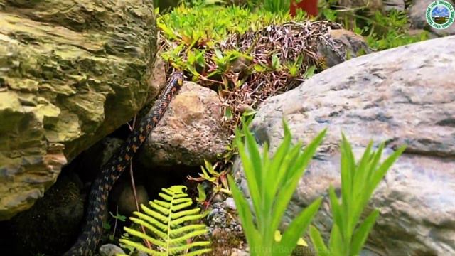 Siebold's water snake //সাইবোল্ডের পাইন্না সাপ//Ferania sieboldii @ourhistoricalandbeautifulbangl