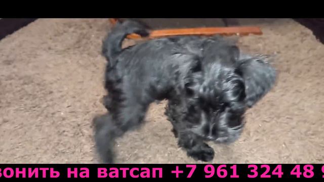 Очаровательная девочка цвергшнауцера!!! Звонить на ватсап +7 961 324 48 96