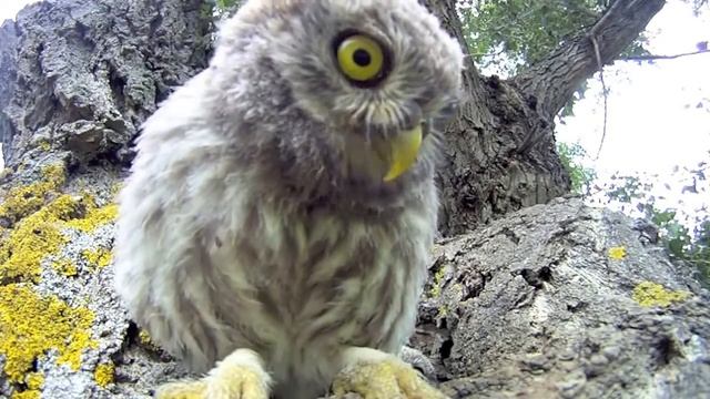 Домик совы смотреть онлайн