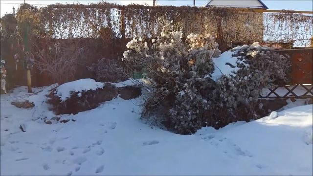 Вертикальное озеленение - как ветрозащита сада! смотреть онлайн