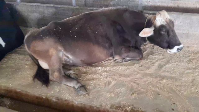 Nemis paroda Shvets bo‘g‘oz 8 oyli o‘tgan. +998930025757 sotiladi. смотреть онлайн