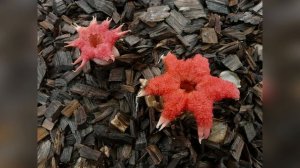 Необычные грибы