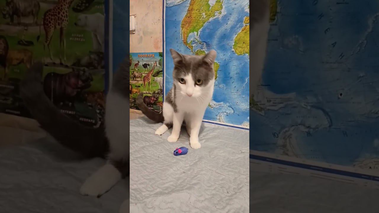 Умный котик.#котики #лайк #мурзик #питомец #приколы #кот #юмор #умныйкот
