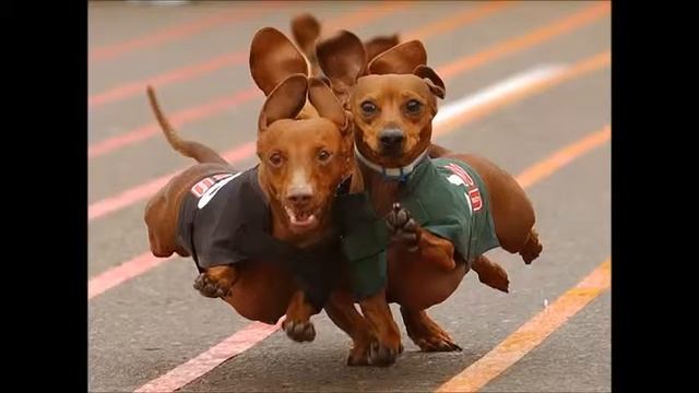 Мой папа строит будку для собак смотреть онлайн