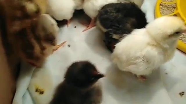 Пропаивание цыплят по методу Н. И. Золотухина ???помесные куры от кроссов ?
