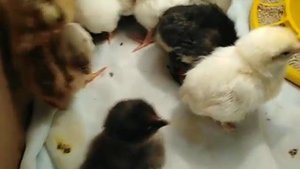 Пропаивание цыплят по методу Н. И. Золотухина ???помесные куры от кроссов ?