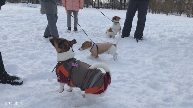 Много джек рассел терьеров не бывает. Крутая ДЖЕКОТУСА