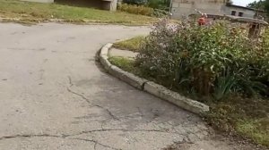 Лучший способ удобрить огород. Куриный перегной.