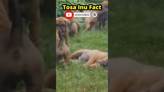 Tosa Inu Fact 6