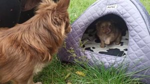 Щенки Чихуахуа, 1 месяц )