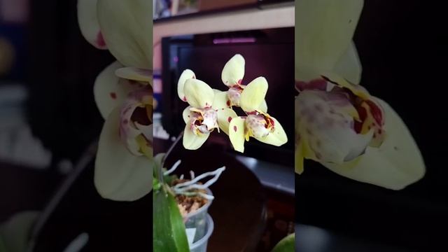 Потрясающий пелор мечты и это не Патрик это орхидея  Альбуфейра #shorts #orchids #peloric #орхидея