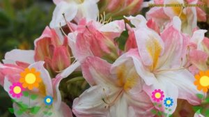 Азалия японская Сатоми. Краткий обзор, описание характеристик rhododendron obtusum Satomi