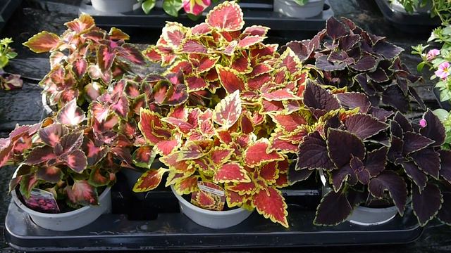 Pentland Plants Looking Good Video 23rd April смотреть онлайн