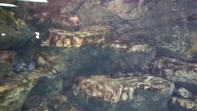 Океанариум королевский краб смотреть онлайн