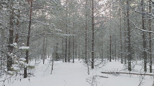 Заснеженный лес. ч.17. Декабрь 2023