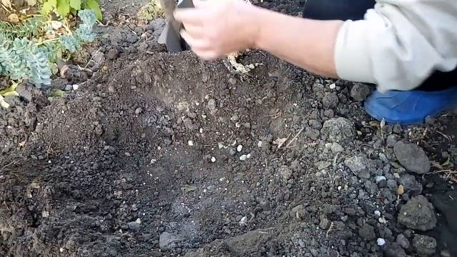 Посадка пионов травянистых и ито гибридов осенью. смотреть онлайн