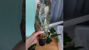 Укореняем кротон правильно!!!