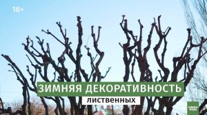 Обрезка лиственных деревьев. Секреты. Ландшафтный дизайн