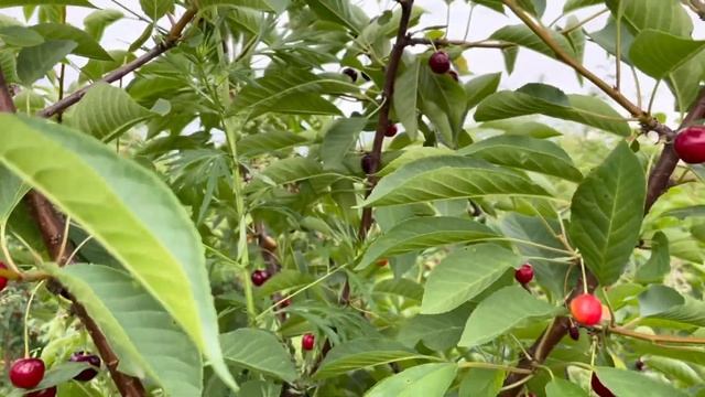 Вишня Морозовка. Описание смотреть онлайн