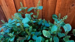 Lá Tía Tô - Vietnamese Perilla Blooming (Perilla, Shiso, Beefsteak Plant)