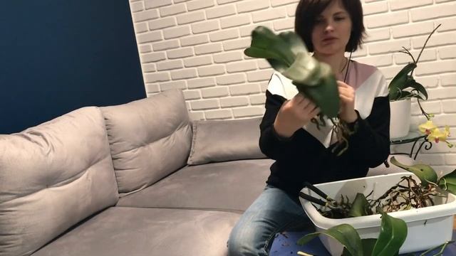 Пересадка 4 ОРХИДЕИ под стиль дома. Омоложение орхидей. смотреть онлайн