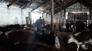 Выпадение шерсти на спине у телят из-за нарушения микроклимата (влажности) в сарае и их лечение