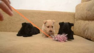 ПРОДАМ.. Щенки скотч терьера...