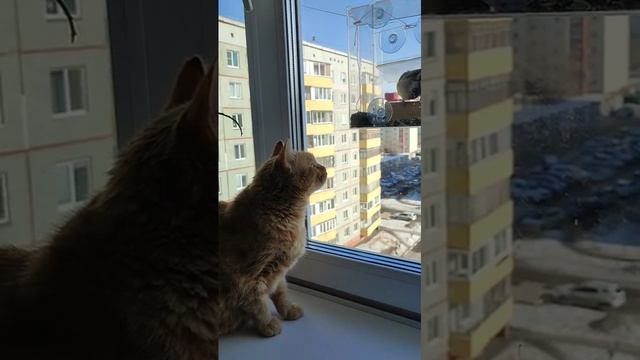 Кототелевизор ? смотреть онлайн