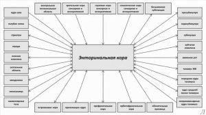 11.26.3 Подробное разъяснение. Энторинальная кора. Часть третья