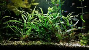 НАННОСТОМУСЫ. СОДЕРЖАНИЕ И РАЗВЕДЕНИЕ В АКВАРИУМЕ