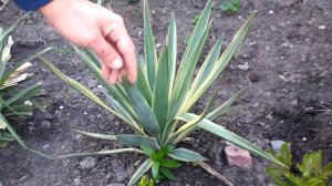 Yucca Gloriosa Variegata shade hardy drought tolerant Mediterranean plant uk my walled garden