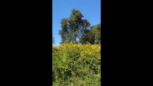 Milkweed (Asclepias) and Spanish Needles (Bidens) смотреть онлайн