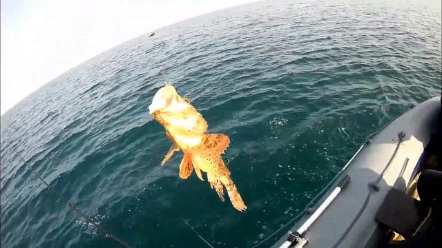 Ядовитая рыба Чёрного моря,яд в шипах вызывает резкую боль .Рыбалка в море на лодке Флагман 420 смотреть онлайн