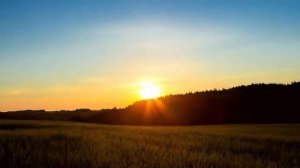 Видео-прочтение рассказа Виталия Бианки «Подкидыш»