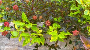 КАТАЛОГ РАСТЕНИЙ. ПЯТАЯ ЧАСТЬ. ДЕКОРАТИВНОЛИСТВЕННЫЕ КУСТАРНИКИ. Дачный креатив.