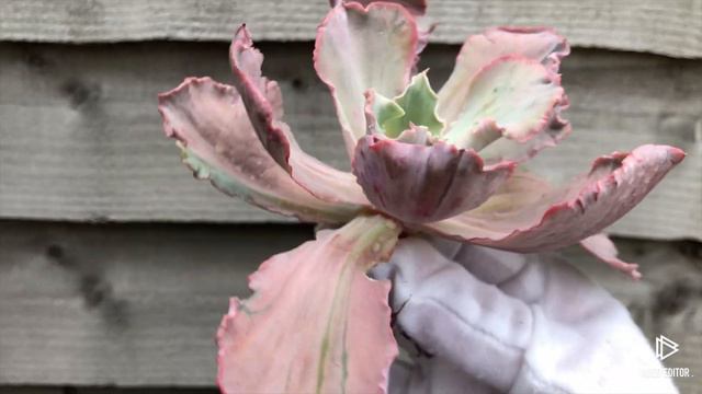 Echeveria Chantilly variegated смотреть онлайн