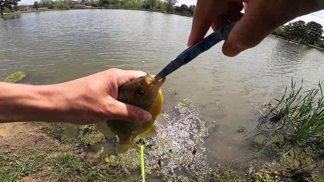 Bluegill Fishing Tips - How to Catch BIG BLUEGILL! смотреть онлайн