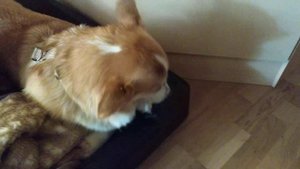 Корги сгрызла книгу и теперь ей очень стыдно. :)