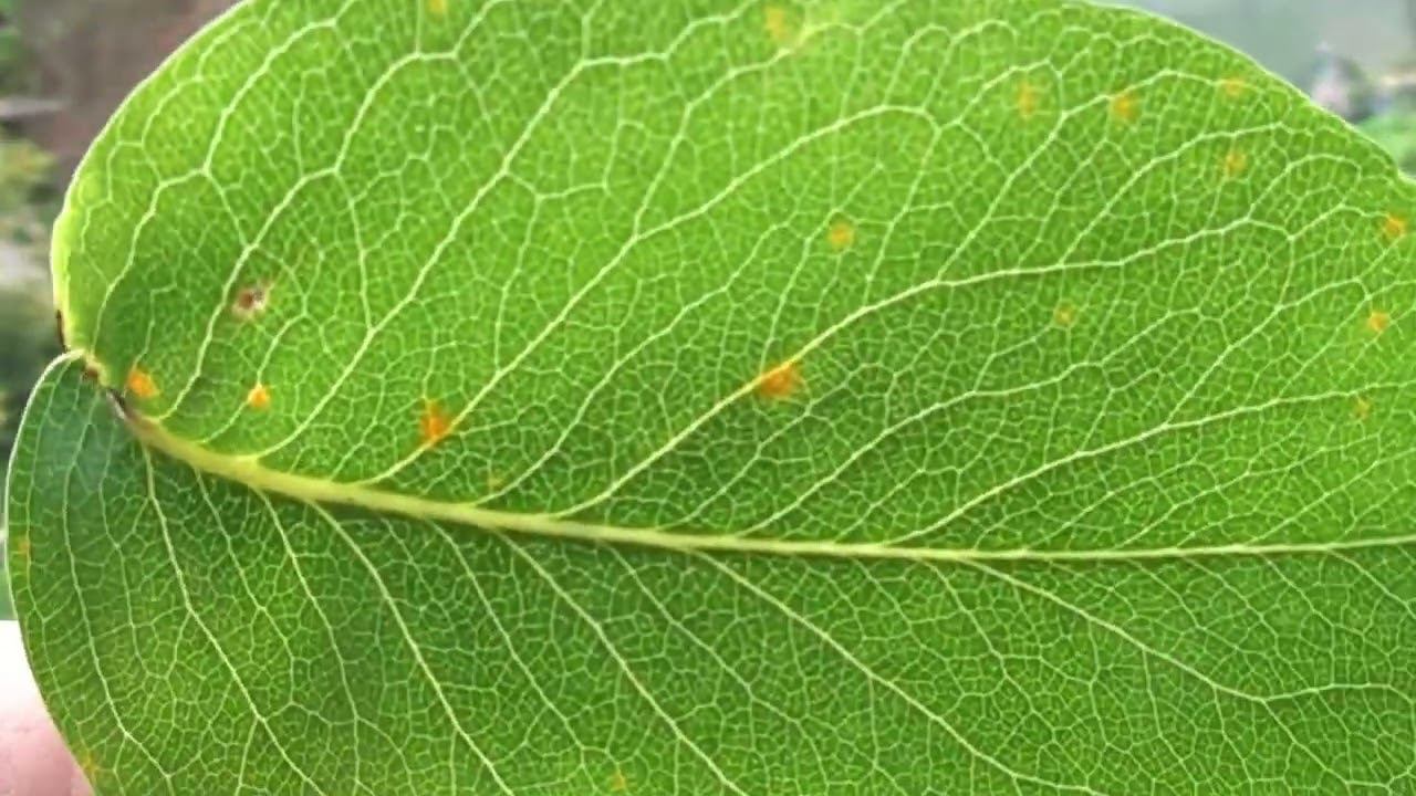 Ржавчина на груше и как от нее избавиться. смотреть онлайн