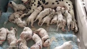 Real Life 101 Dalmatians Record Litter