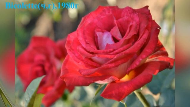 Фото роз с названиями сортов разных селекций из Германии,Дании,Франции сезон лето 2018,, часть1 смотреть онлайн