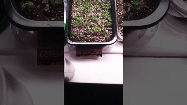 СЕЗОН 2023. #сад #дача #растения #цветы РАССАДА ЦВЕТОВ. смотреть онлайн