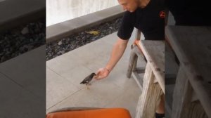 Кормим птичку рисом...