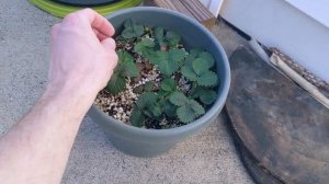 ❄️ ? Томаты на гидропонике (Dutch Bucket #1) ?  ? Клубника на гидропонике (DNFT) ? заморозки -2❄️