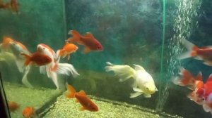 Рыбы кометы танцуют